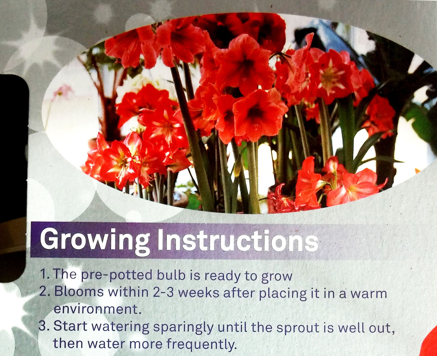 Amaryllis Grow Kit - Pre-Potted in a Beautiful Gift Box - Red Ferrari