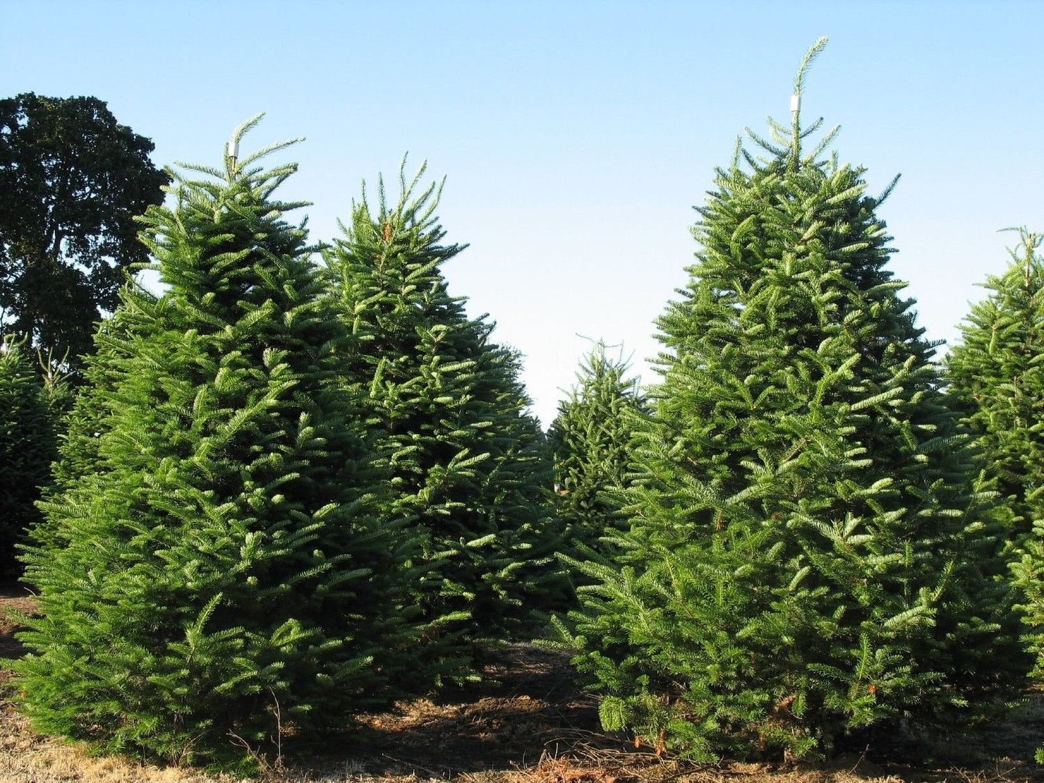 Tree Seeds - 30 Seeds of Balsam Fir, Abies balsamea (Fragrant Hardy Evergreen, Bonsai)