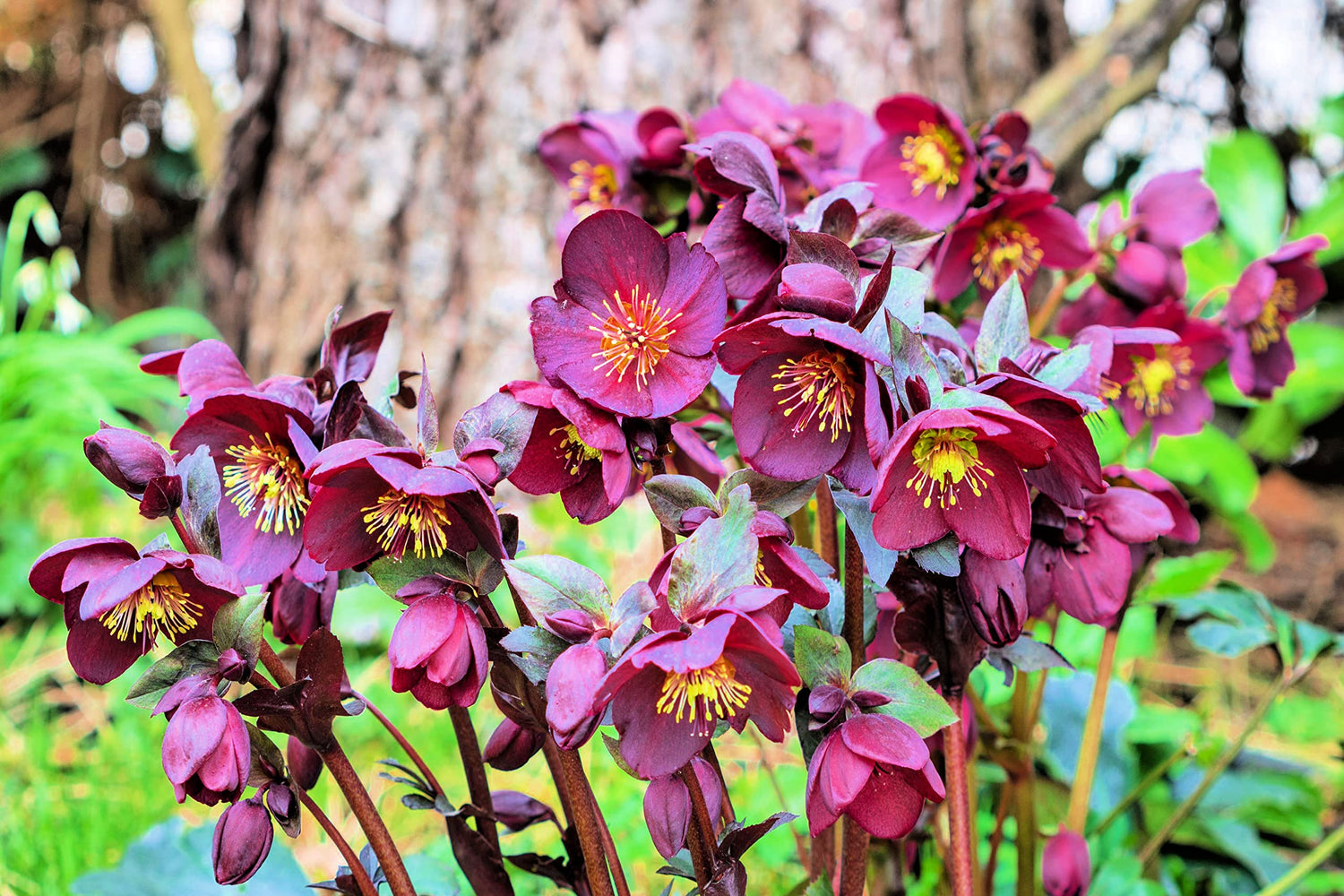15 Lenten Rose Seeds for Planting - Helleborus orientalis - Rare Flower