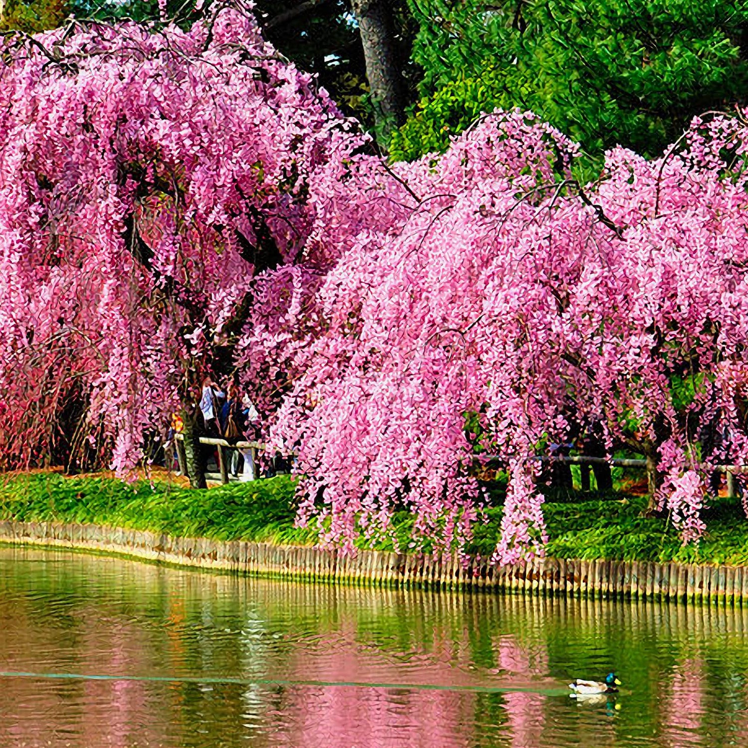 30 Pcs Weeping Sakura Seeds Plant Cherry Blossom Seeds,for Growing Seeds in The Garden or Home Vegetable Garden
