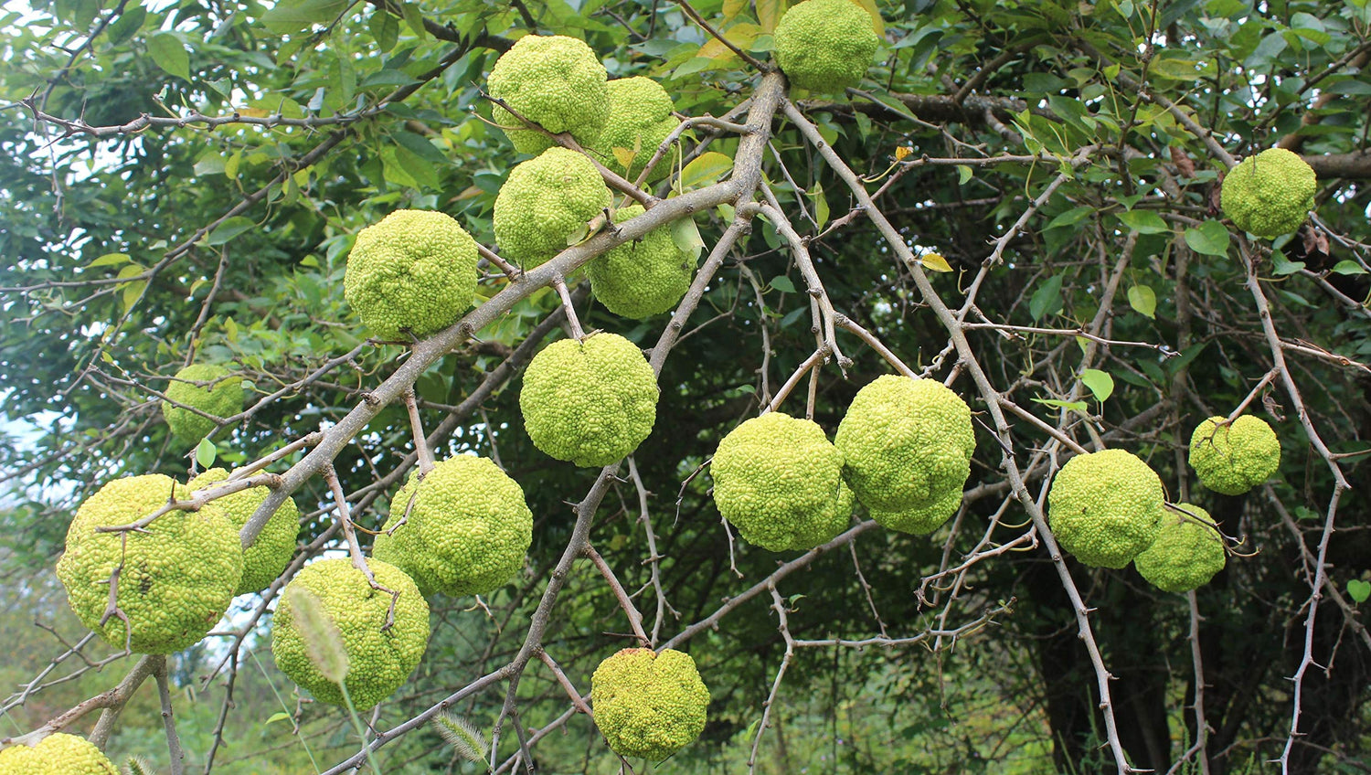 10 Hedge Apple Seeds Osage Orange Horse Apple Monkey Ball Maclura Pomifera Tree Seeds