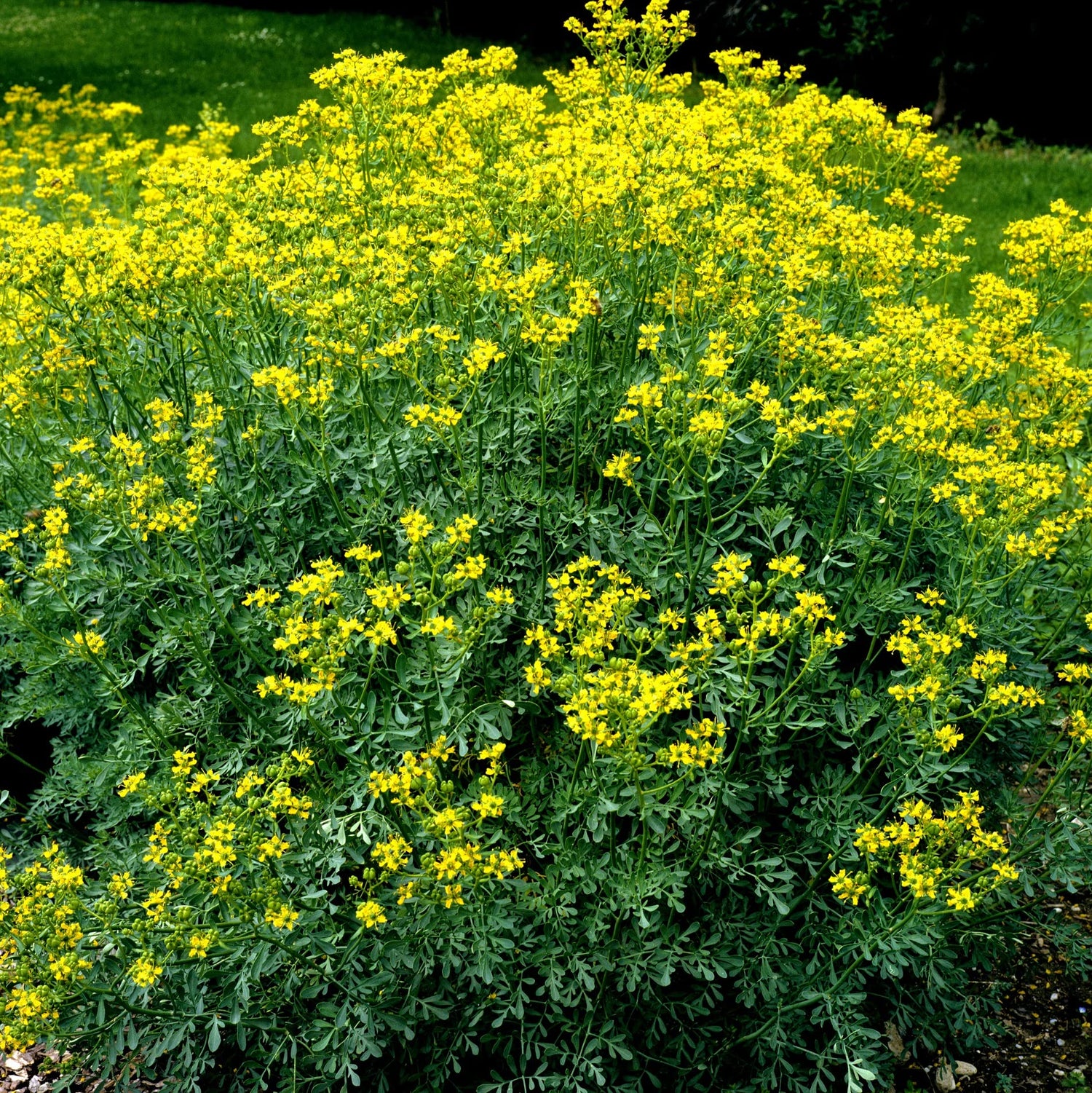Rue 50 Seeds (Ruta Graveolens) Heirloom Herb-of Grace - Non GMO - Open Pollinated - Made in USA