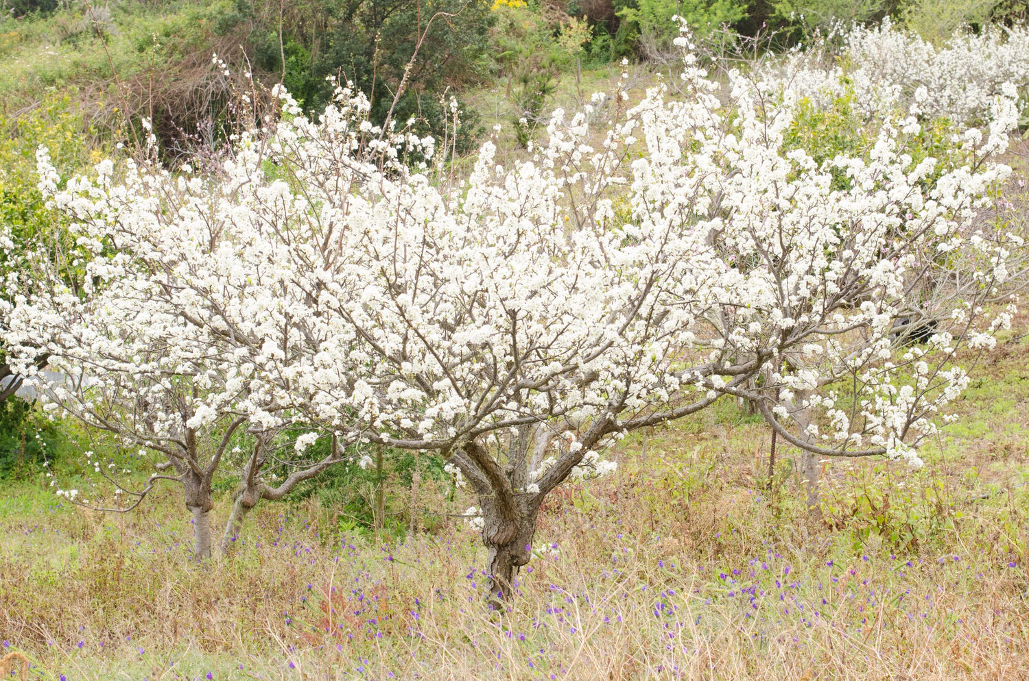 Plum Fruit Tree Seeds for Planting - 10 Seeds of Prunus Americana- Made in USA, Ships from Iowa - Popular Outdoor Tree or Bonsai