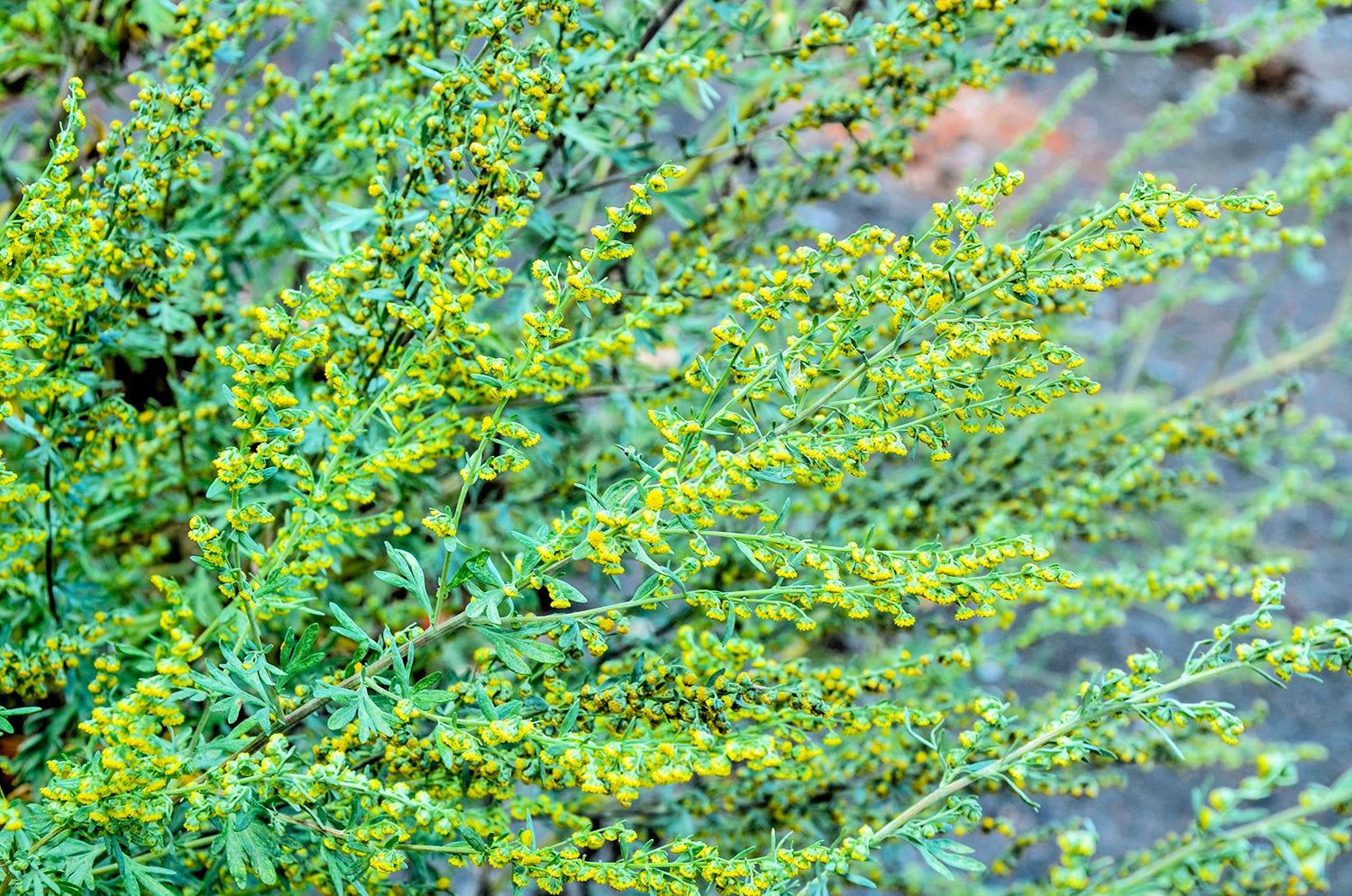 Common Wormwood Seeds for Planting(100 Seed) - Artemisia Absinthium