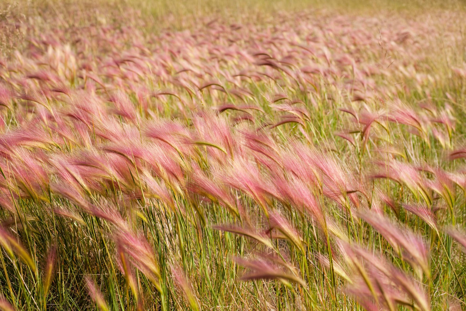 30 Squirrel Tail Grass Seeds for Planting - Hordeum jubatum