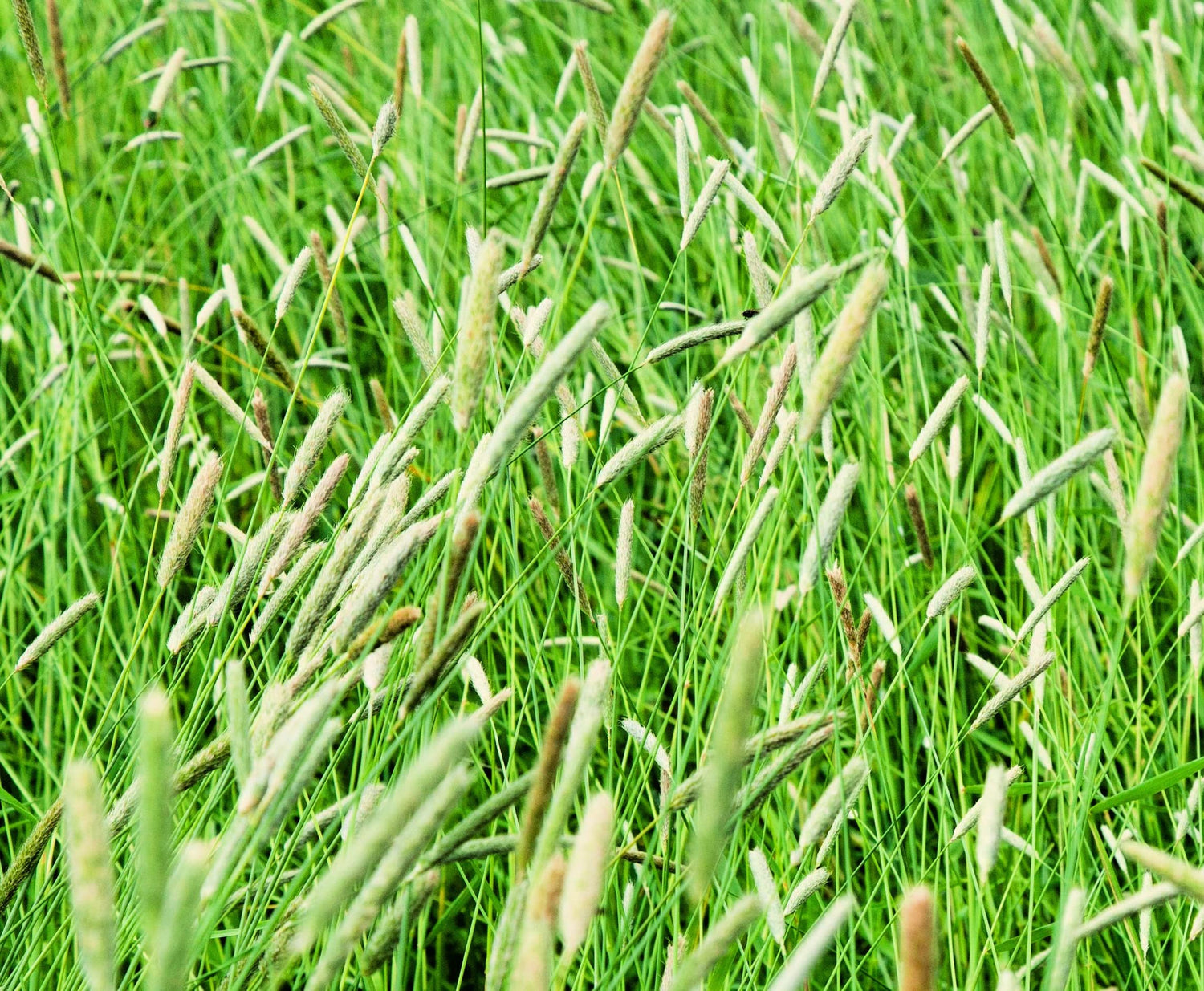 Climax Timothy Grass Seeds for Planting - Cover Crop, Hay Grass, Deer, Wildlife Food Plot Seed