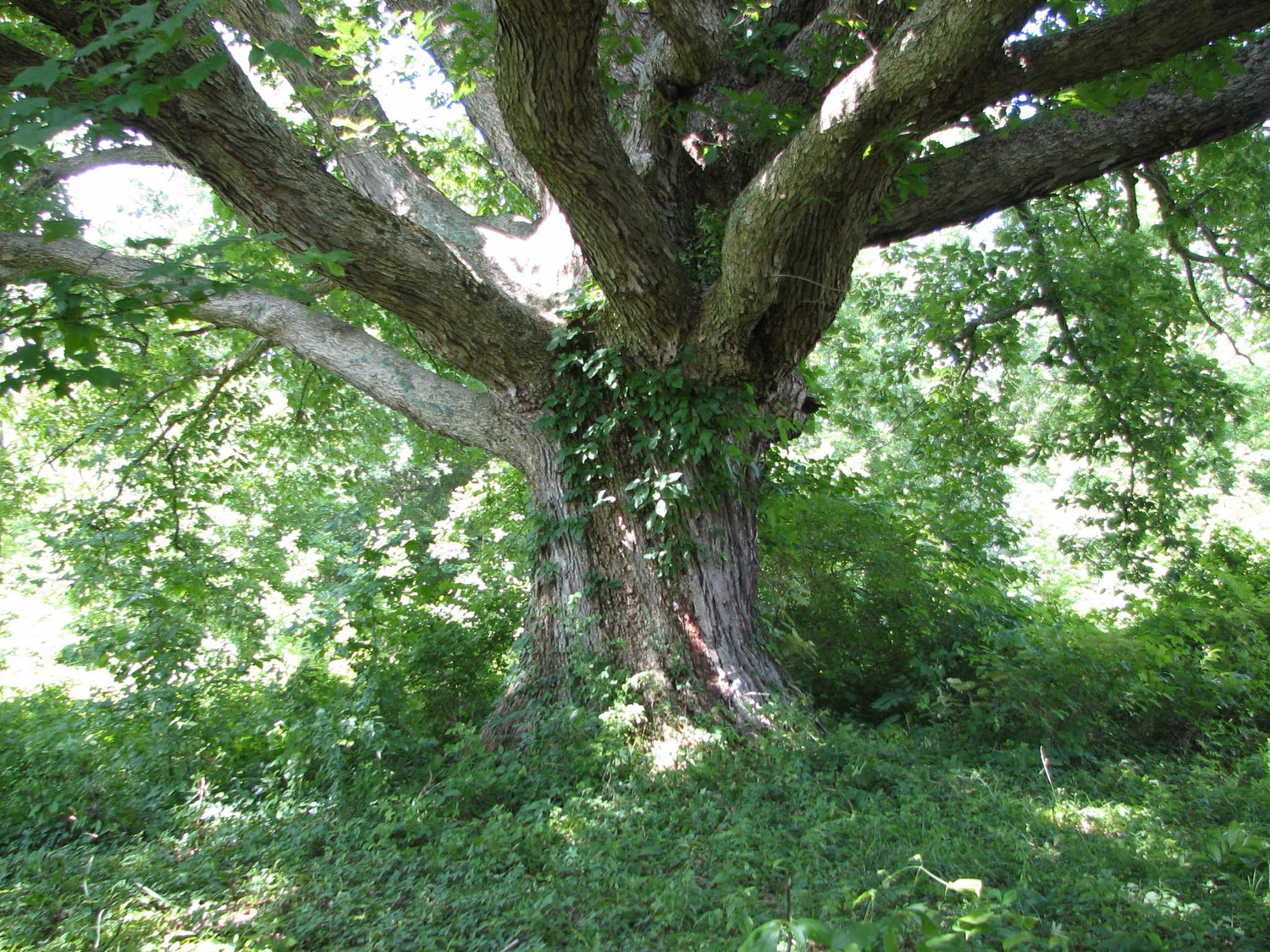 Chestnut Oak Tree Seedlings for Planting | 1-2 Feet Tall Live Tree Plants