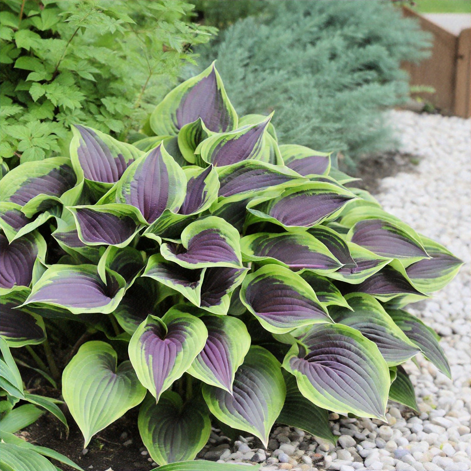 Pizzazz Hosta Plant Roots for Planting - Stunning Color (5 Hostas)