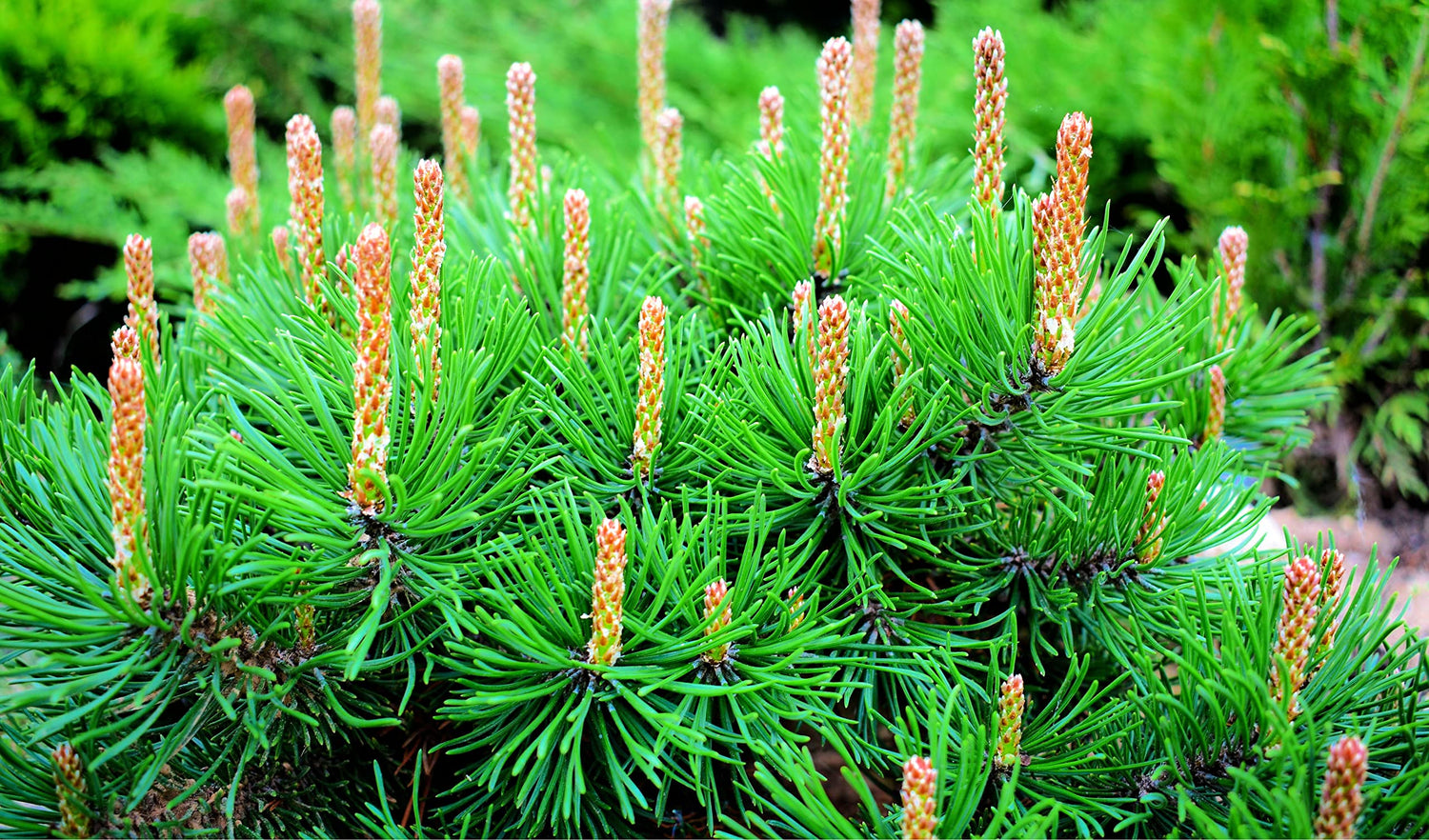 30 Dwarf Mugo Pine Tree Seeds - Pinus mugo pumilio