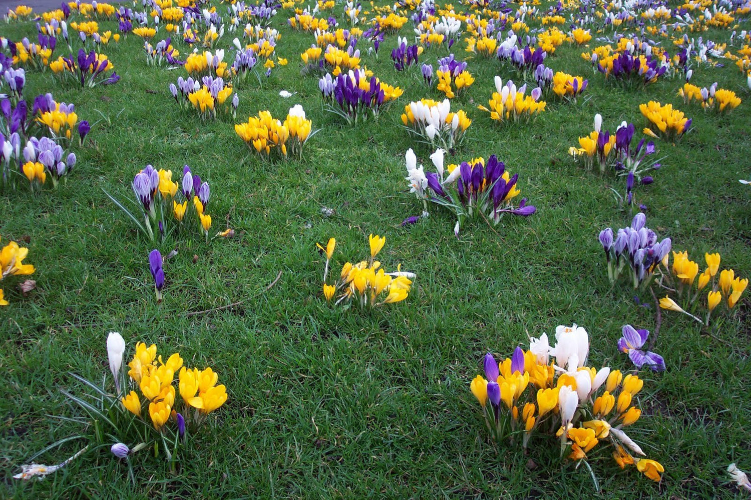 50 Crocus Bulbs - Large Flowering Mix -White, Purple,Blue,Yellow.Bulb Size: 8/9“.walkways or in Your Lawn for Amazing Spring Color.”