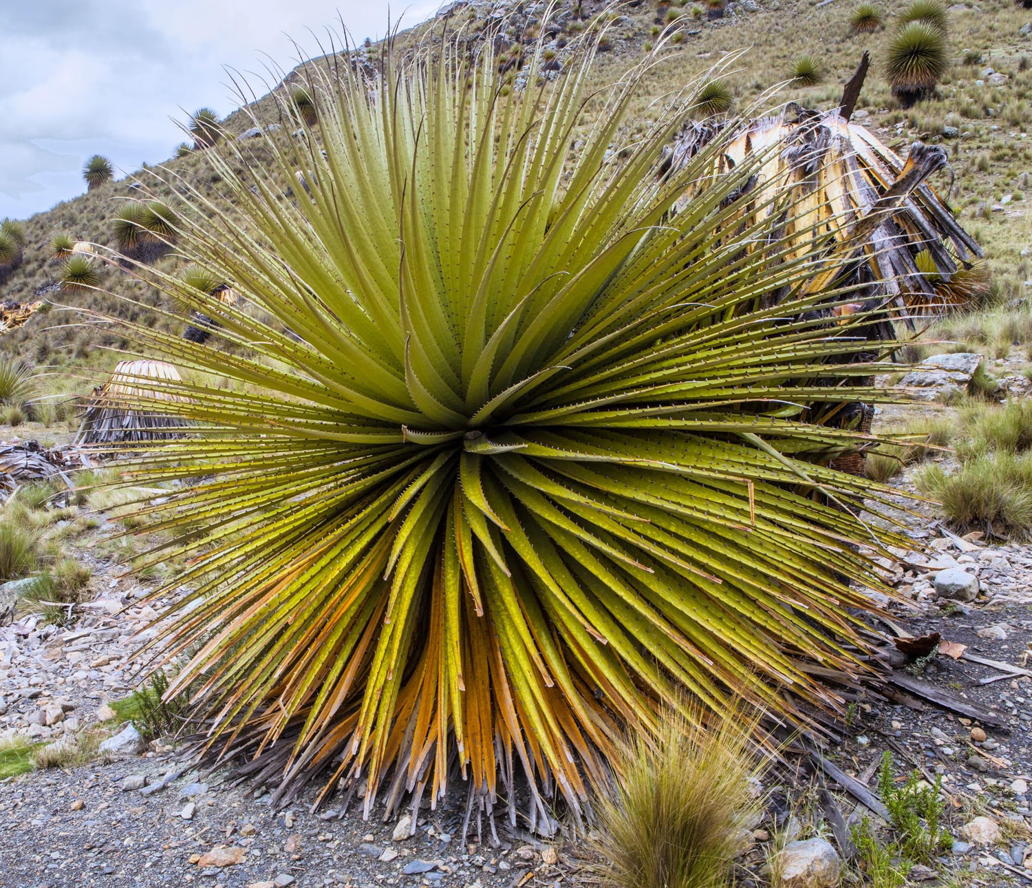 10 Queen of The Andes Puya Plant Seeds - Puya raimondii