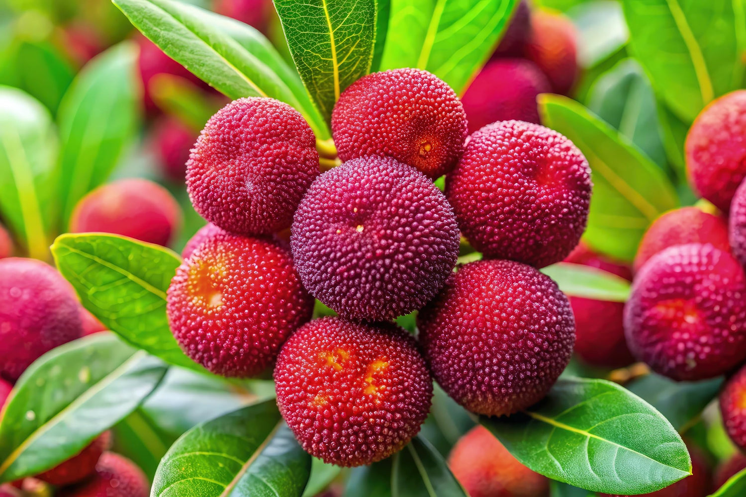 10 Yumberry Tree Seeds for Planting - Great for Yard or as Bonsai - Myrica rubra