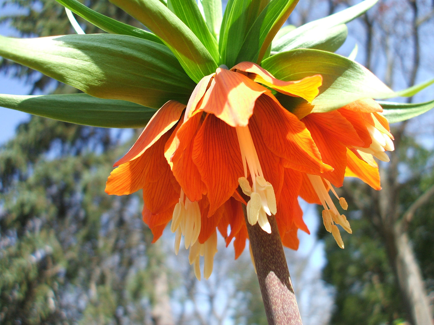 Fritillaria Imperialis Rubra Maxima Orange-red Flowers- 1 Bulbs