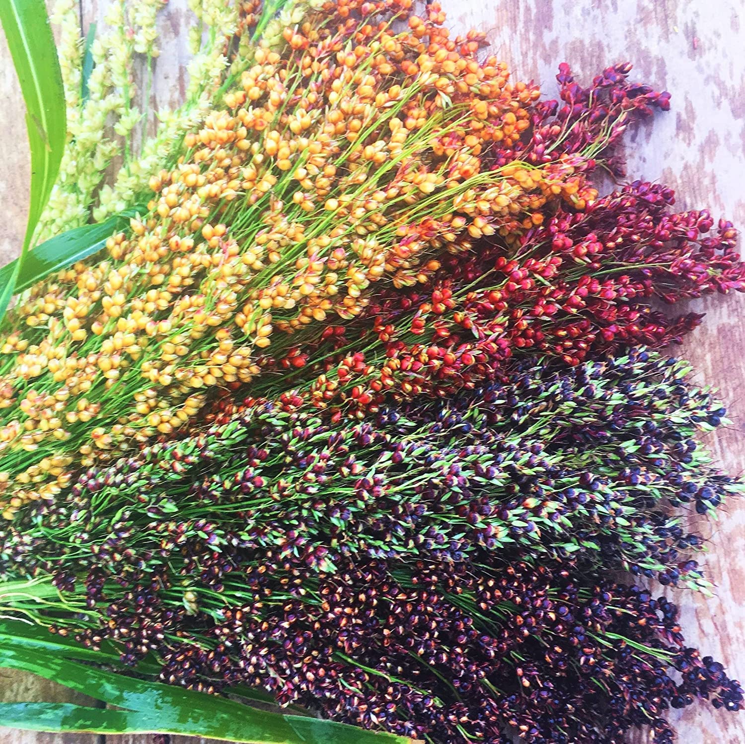 Rainbow Colors Broom Corn Seeds - 125+ Count Packet - Sorghum Bicolor Mixed Colors Mulicolor Millet Fall Decoration Flower!