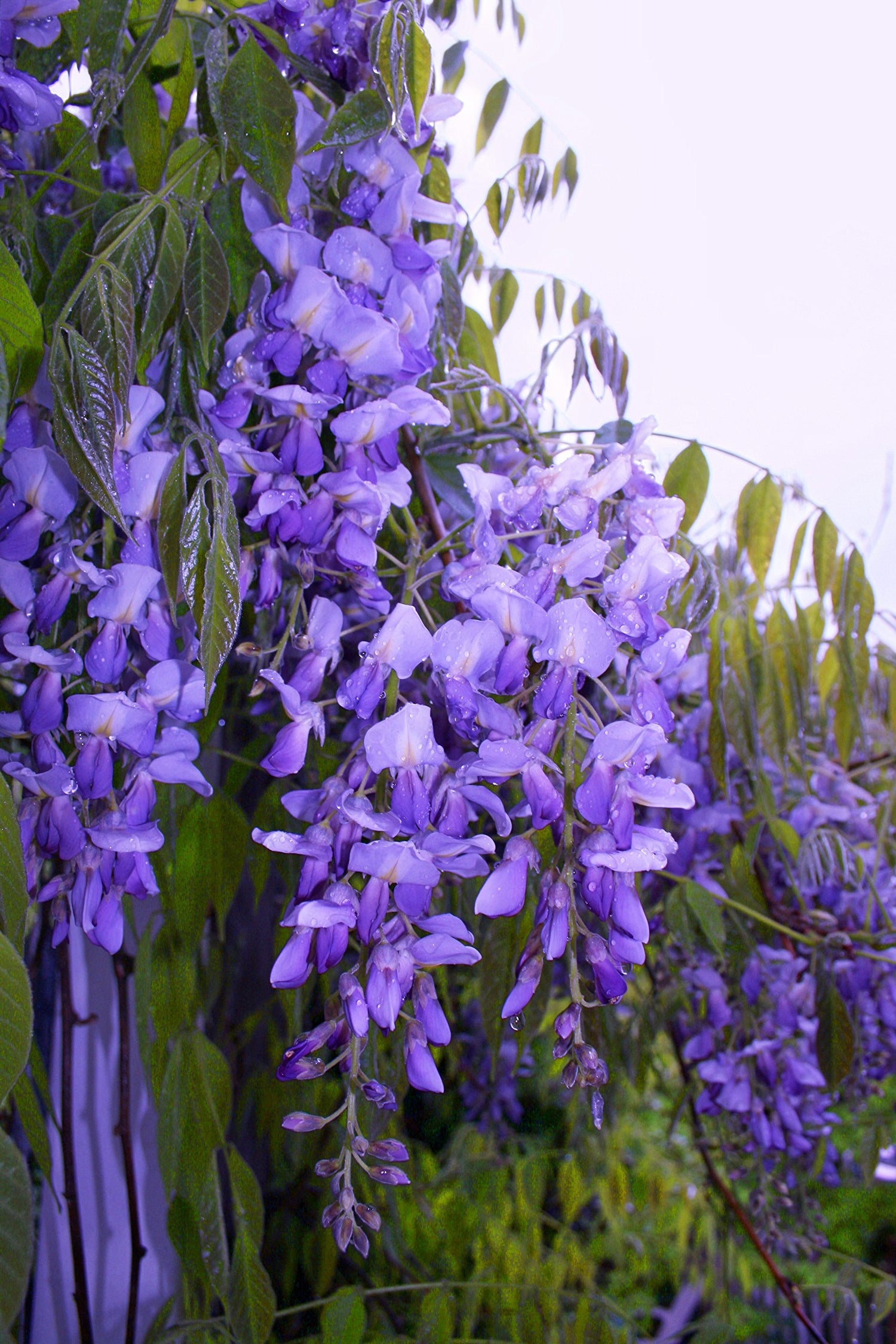 Royal Purple Wisteria - Fragrant Wisteria Live Plant