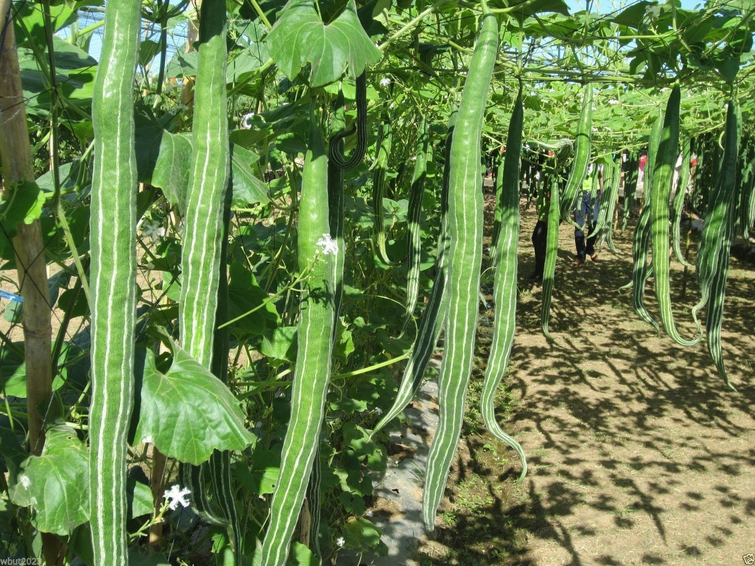 10 Snake gourd Seeds- Buag Ngu, Naga Green&white striped fruit,Grows 12" long