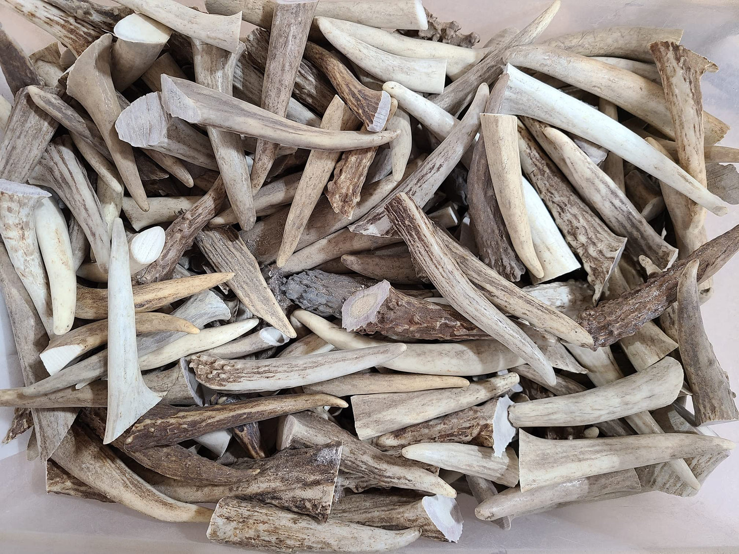 15 Deer Antler Tips for Crafting or Jewelry - 2-4 Inches Long