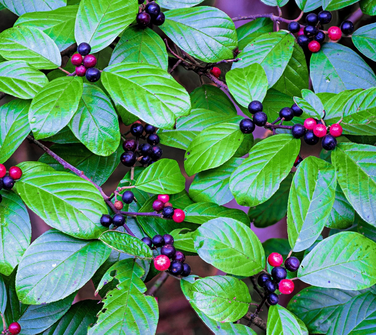 15 Carolina Buckthorn Seeds for Planting - Indian Cherry - Rhamnus caroliniana