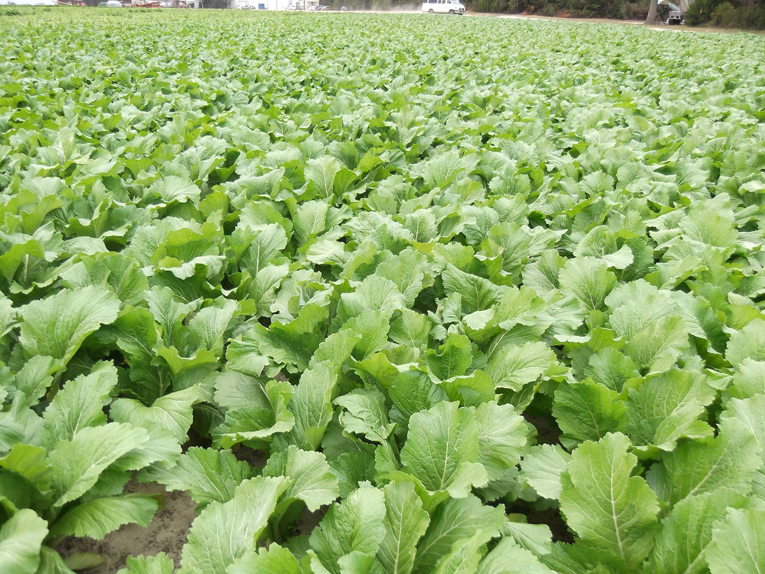 Florida Broadleaf Mustard Greens Seeds for Planting | Made in USA, Ships from Iowa.