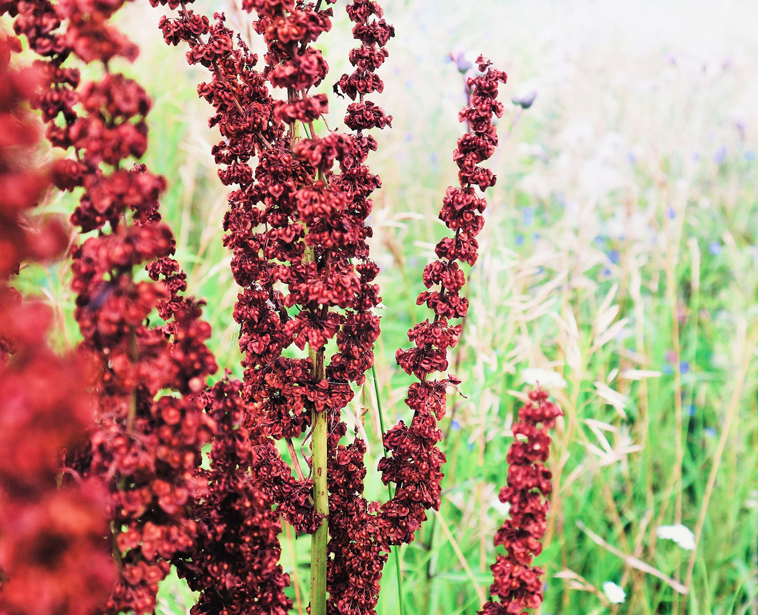 Cactusweed Seeds for Planting (50 Seeds) - Rumex crispus< Curly Dock Seeds