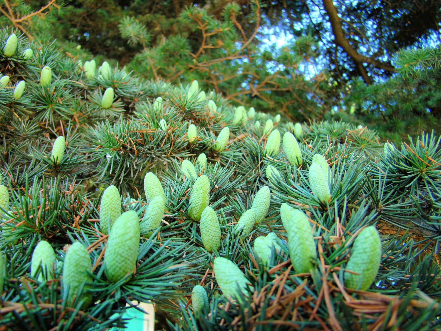 Balsam Fir Tree Seeds - 30 Balsam Fir Seeds to Plant (Abies balsamea) - Stunning Evergreen with Colorful Cones
