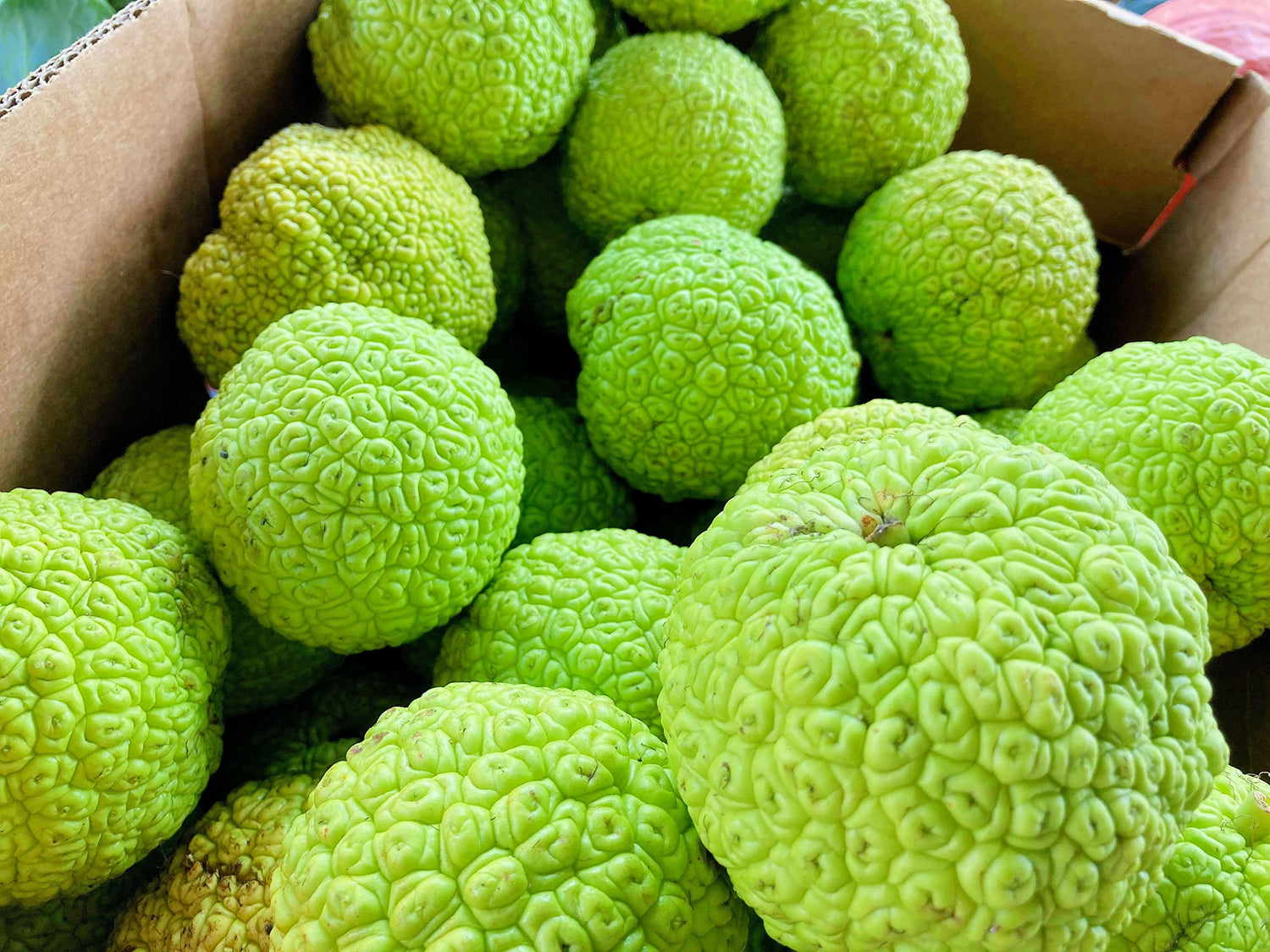 Hedgeballs, Osage Oranges - Naturally Remove Bugs and Spiders - All Natural, Grown in Iowa
