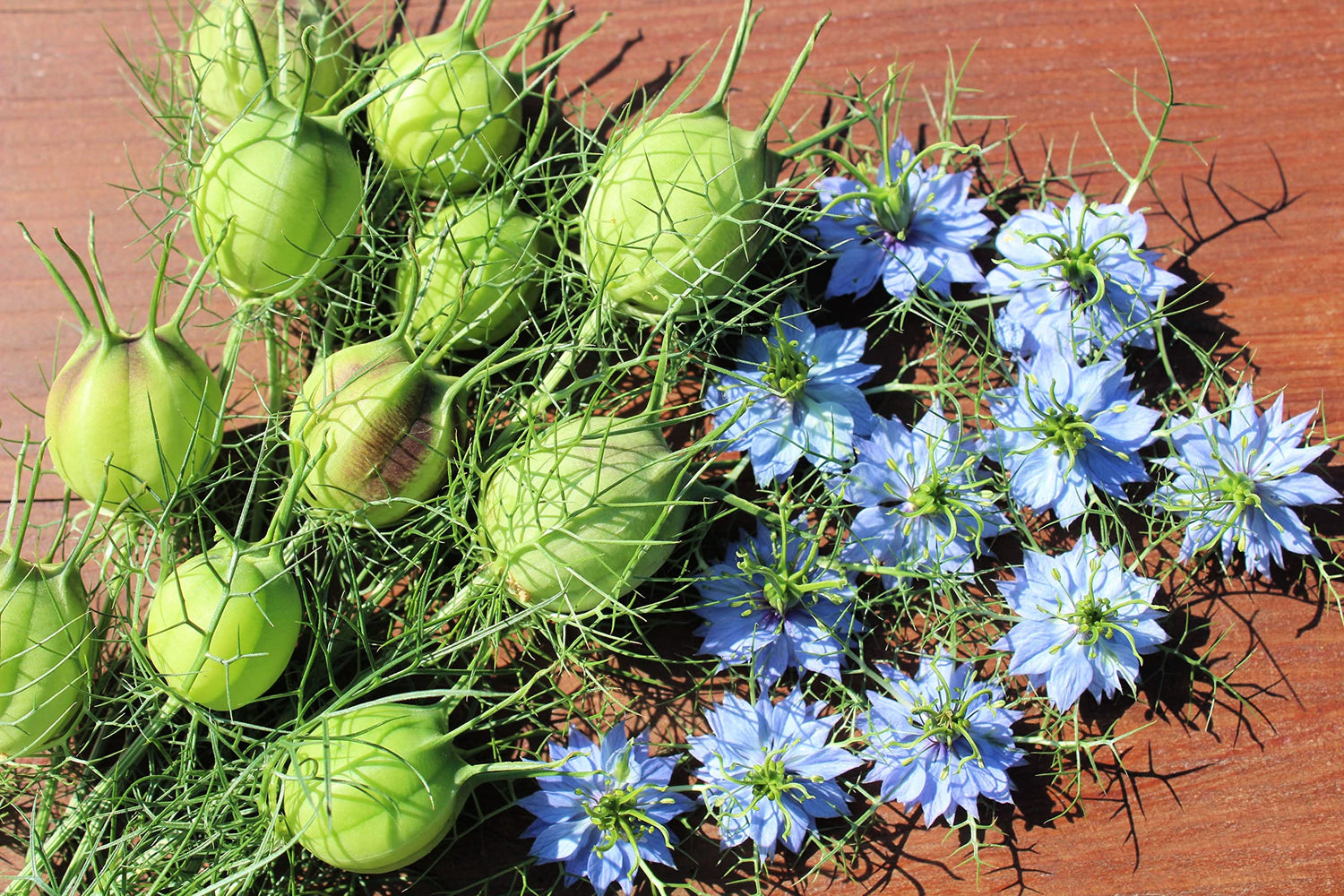 Love in a Mist Flower Seeds for Planting - Nigella damascena
