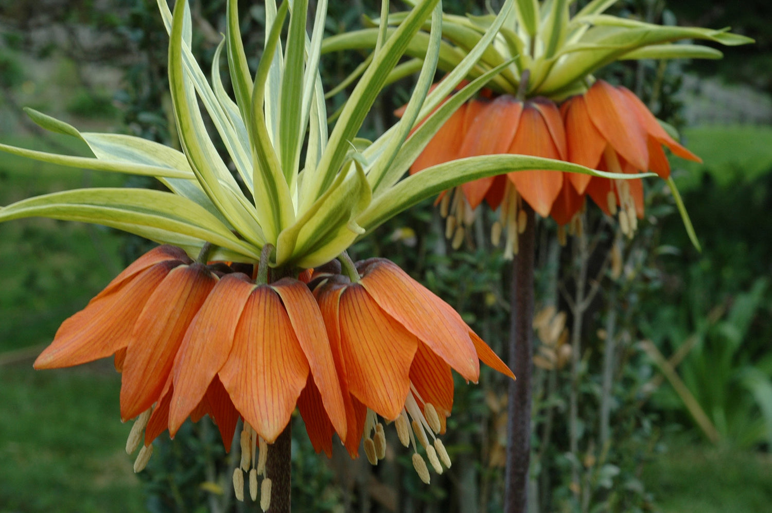 Fritillaria Imperialis Rubra Maxima Orange-red Flowers- 1 Bulbs