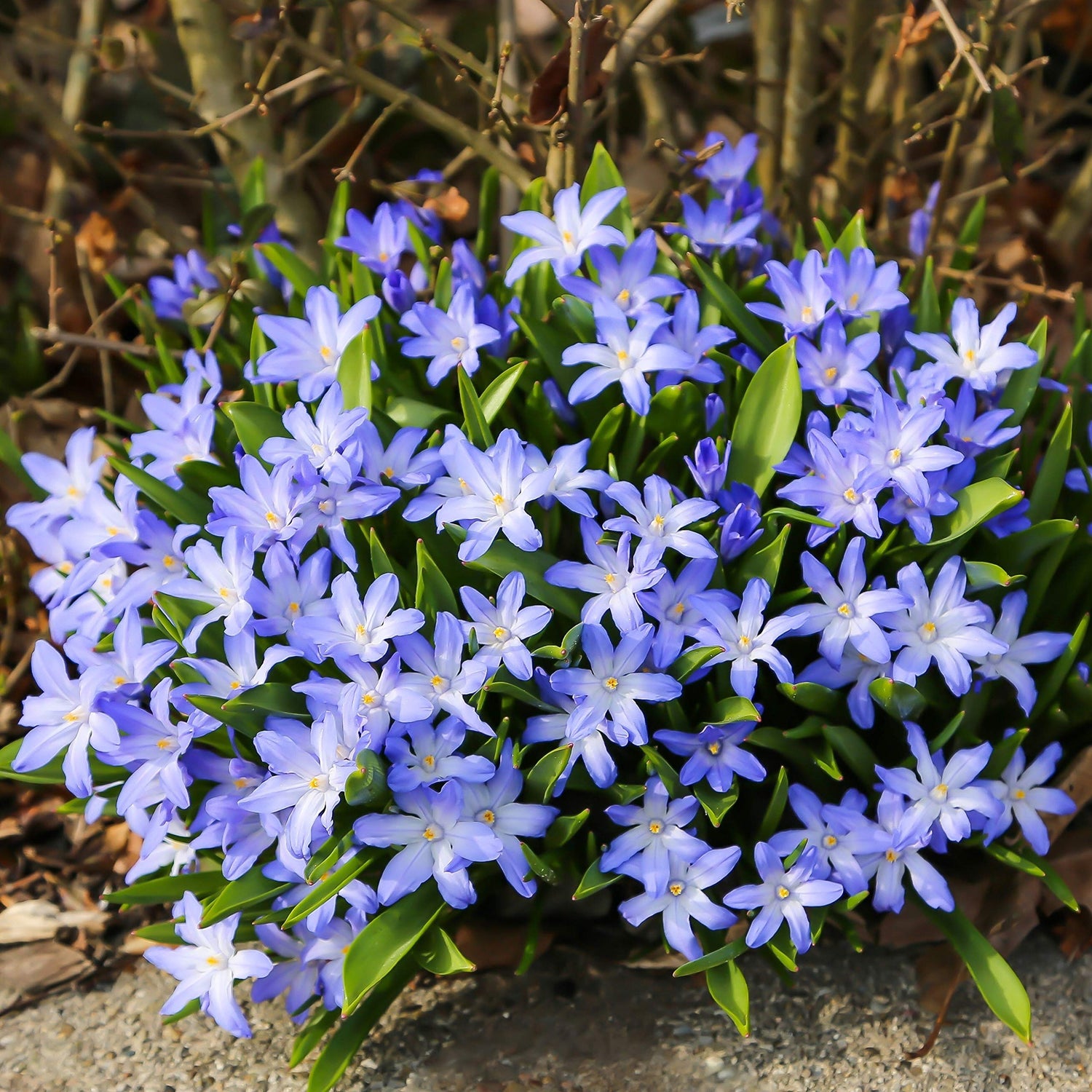Chionodoxa Luciliae 'Glory of The Snow' (Scilla luciliae) Size 5/+ cm, Bulbs for Planting, Open Pollinated, Heirloom, Non-GMO, Bossier's Glory-of-The-Snow, Lucile's Glory-of-The-Snow