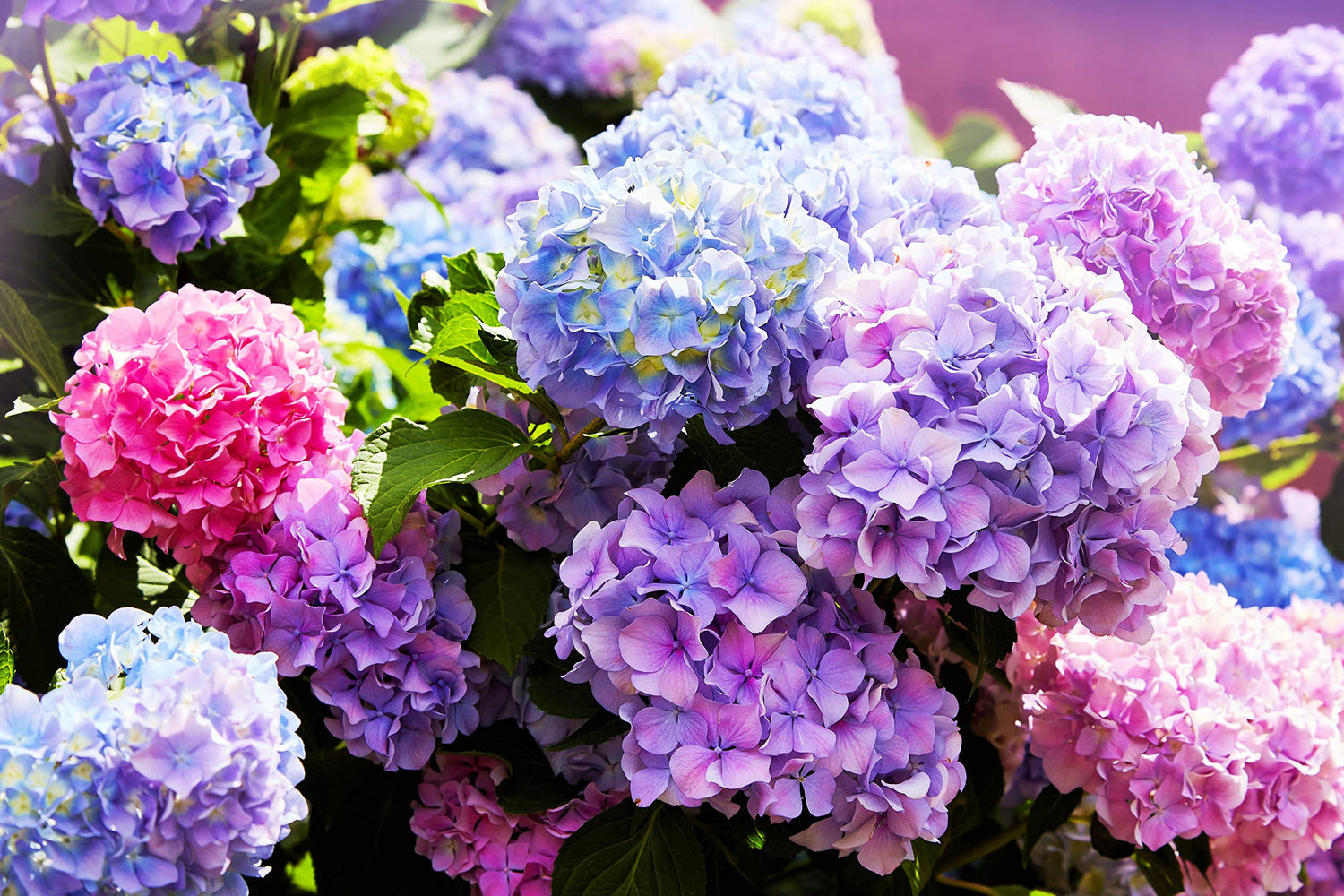 Hydrangea Flower Seeds, Mixed Color (30+ Seeds) - Easy to Grow, Large Colorful Blooms, Indoor/Outdoor Flower Bush Plant Seeds