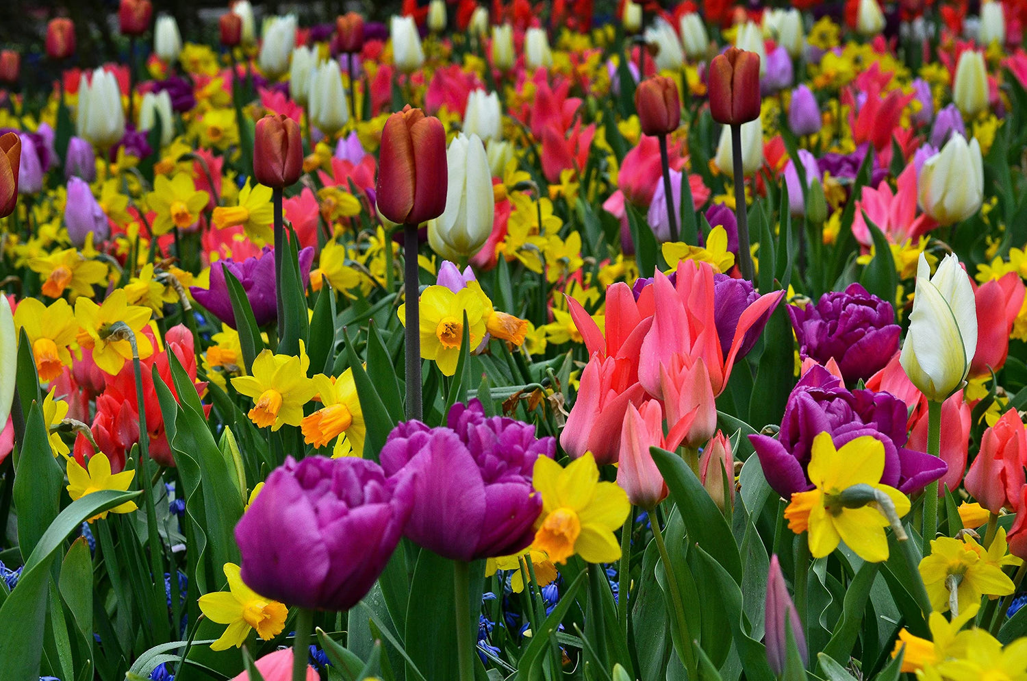 "Stunning Spring" Bulb Pack - 50 Bulbs, Tulips and Daffodils - Easy to Grow - Made in USA, Ships from Iowa