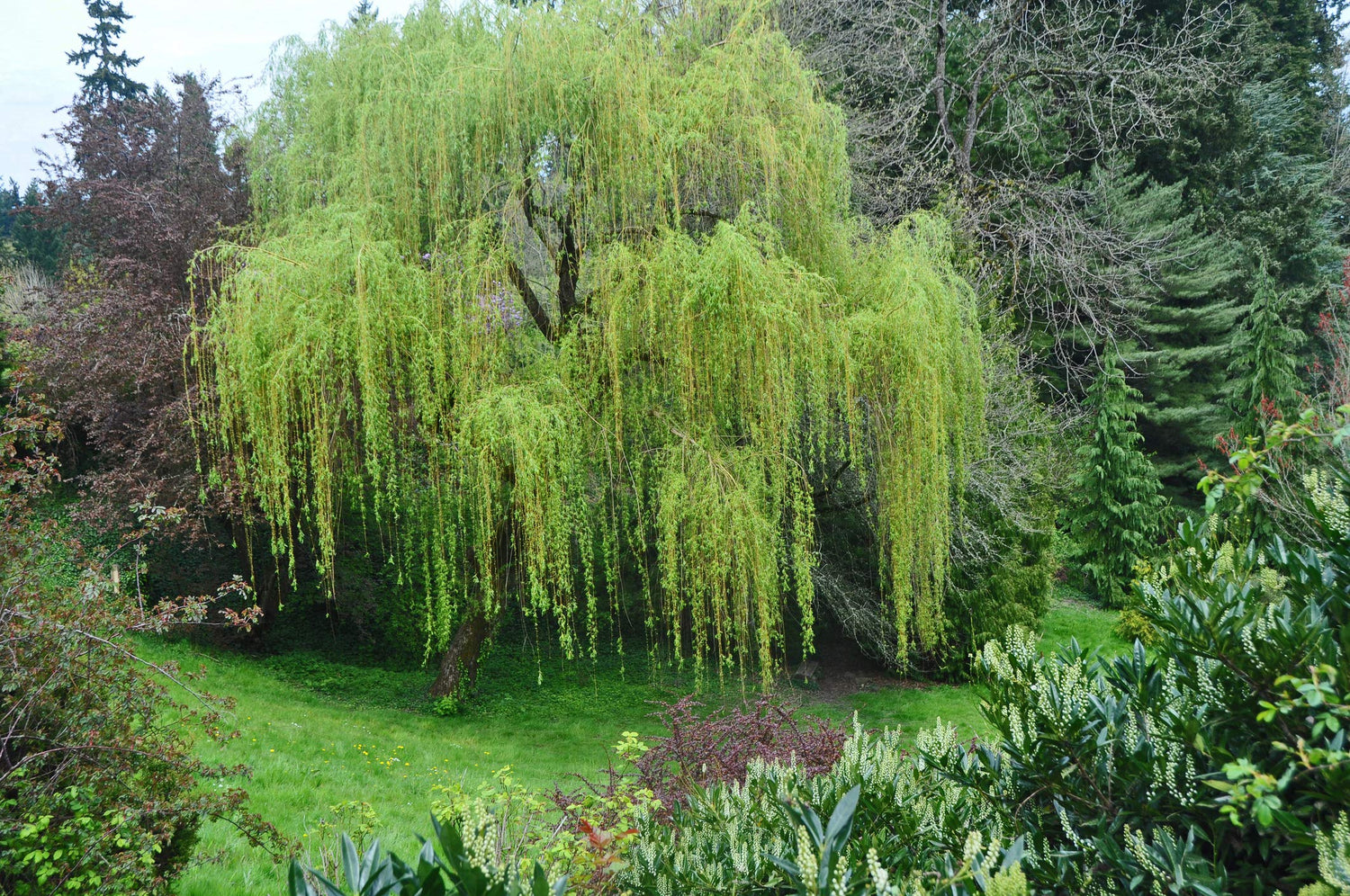 Memorial Weeping Willow Tree to Grow - Beautiful Arching Canopy