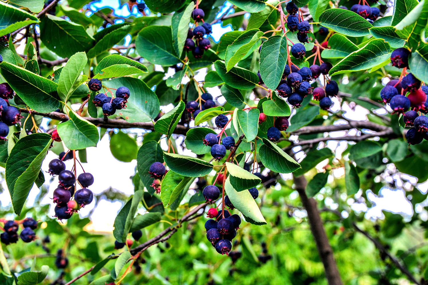 Juneberry Seeds for Planting - 30 Seeds - Amelanchier lamarckii