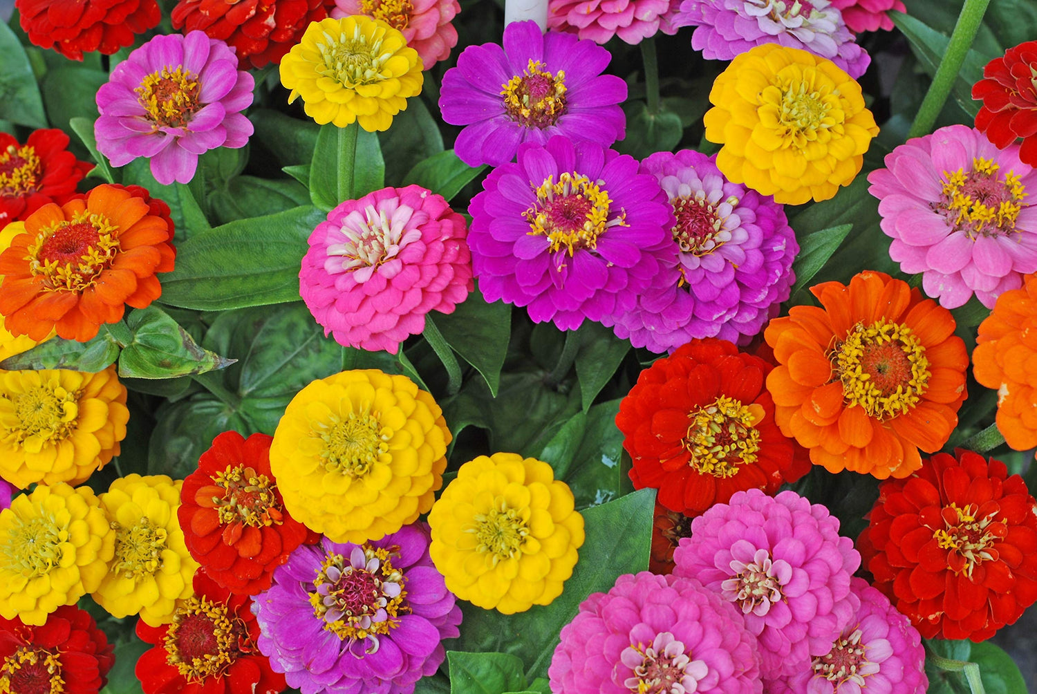Exotic Early and Often Blooming Mix Zinnia Seeds for Planting - Approx. 200 Seeds - Vibrant Colors Bloom Early and Often, All Season