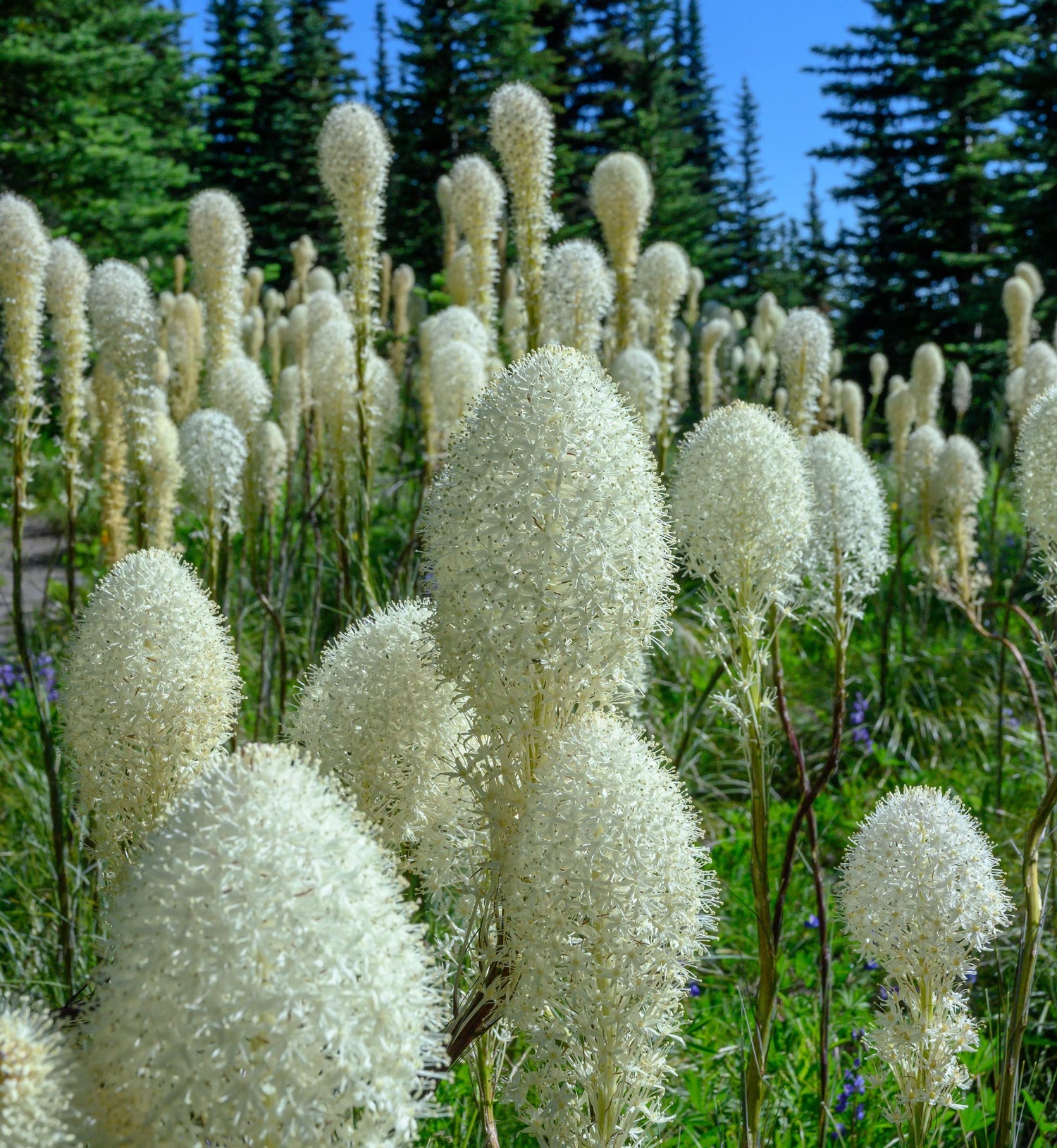 Bear Grass Seeds for Planting - 30 Seeds - Xerophyllum tenax - Exotic Flowering Grass Seeds
