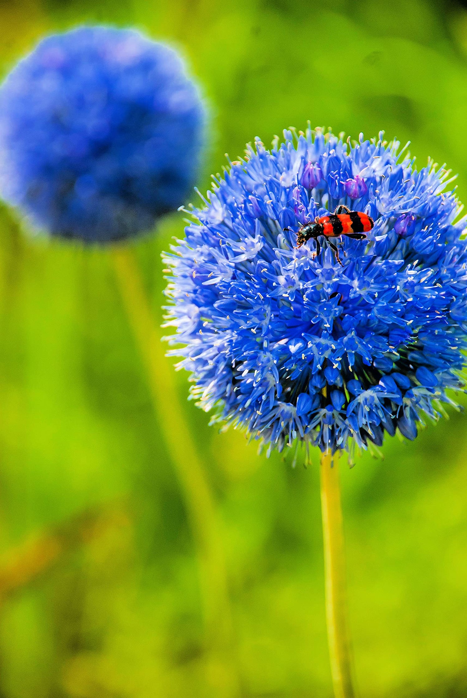 Blue Allium Bulbs for Planting - Allium "Azureum" Caeruleum