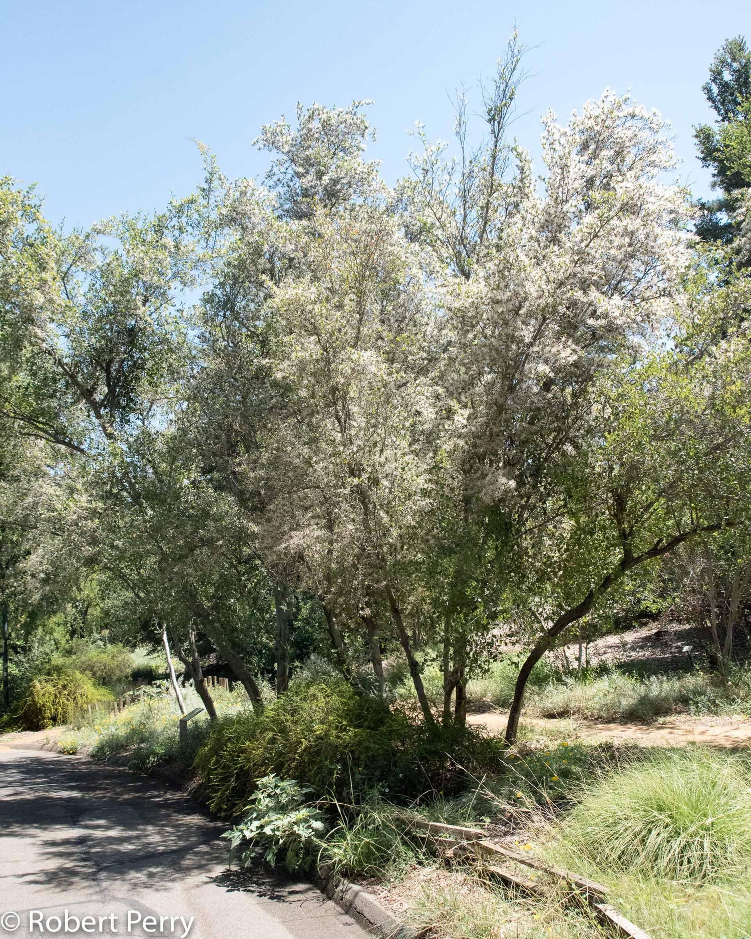 10 Mountain Mahogany Bush Seeds for Planting - Cercocarpus betuloides