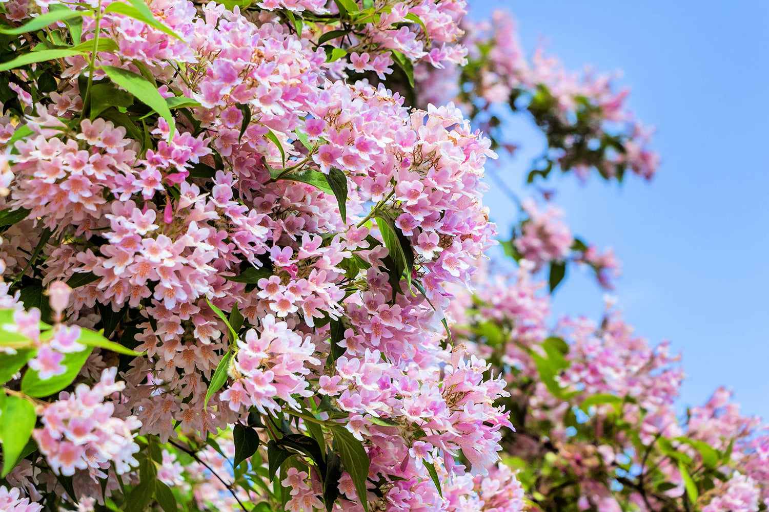 Beautybush Seeds for Planting (20 Seeds) - Kolkwitzia amabilis