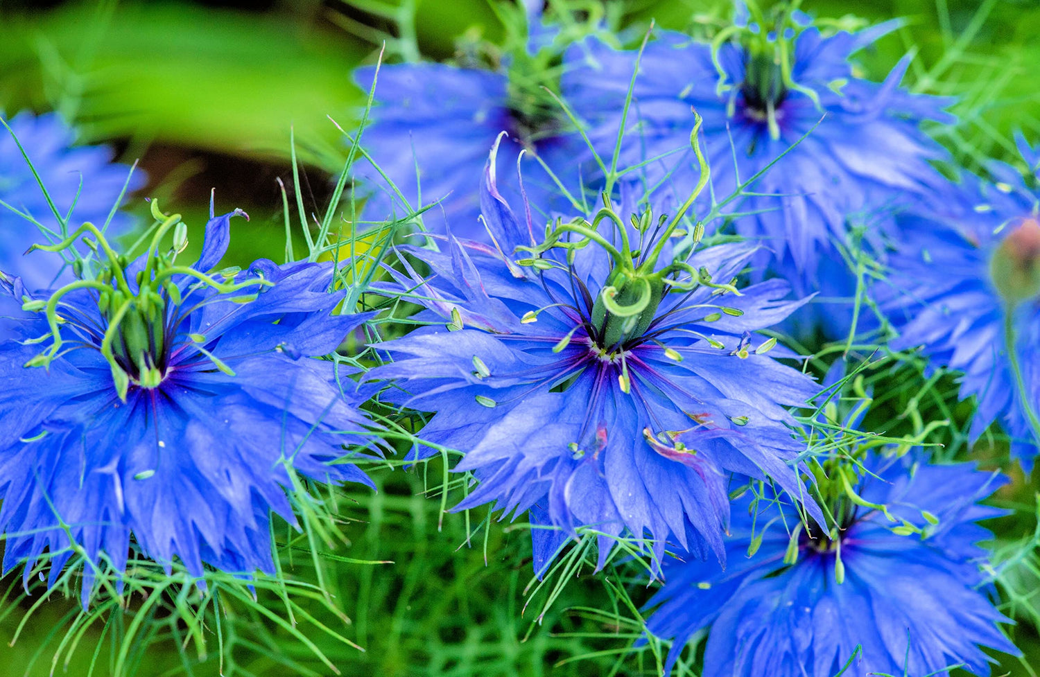 Love in a Mist Flower Seeds for Planting - Nigella damascena