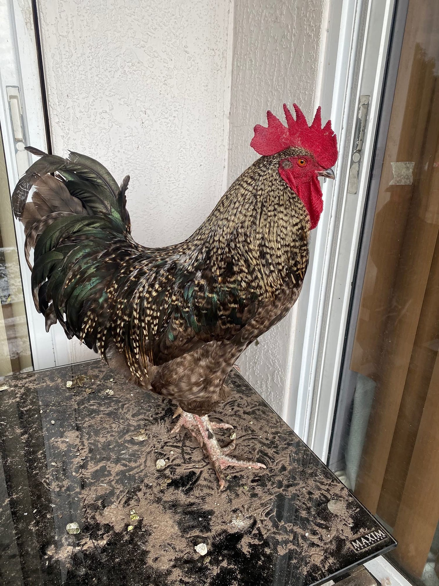 18 fertilized chicken eggs barnyard mix all colors and sizes