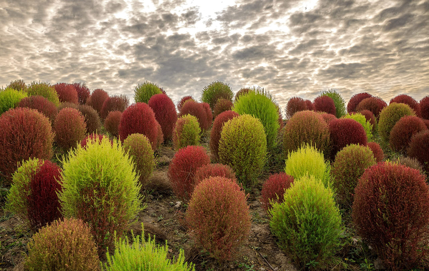 100 Kochia Seeds - Burning Bush - Summer Cypress