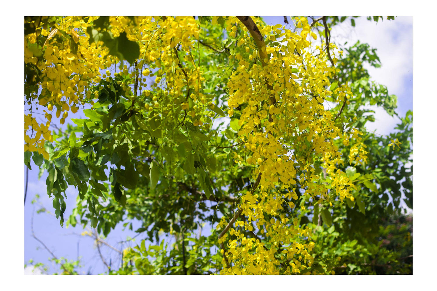 Golden Shower 10 Tree Seeds Tropical Plant or Bonsai Brilliant Yellow Flowers Great for Container Gardening Cassia Fistula