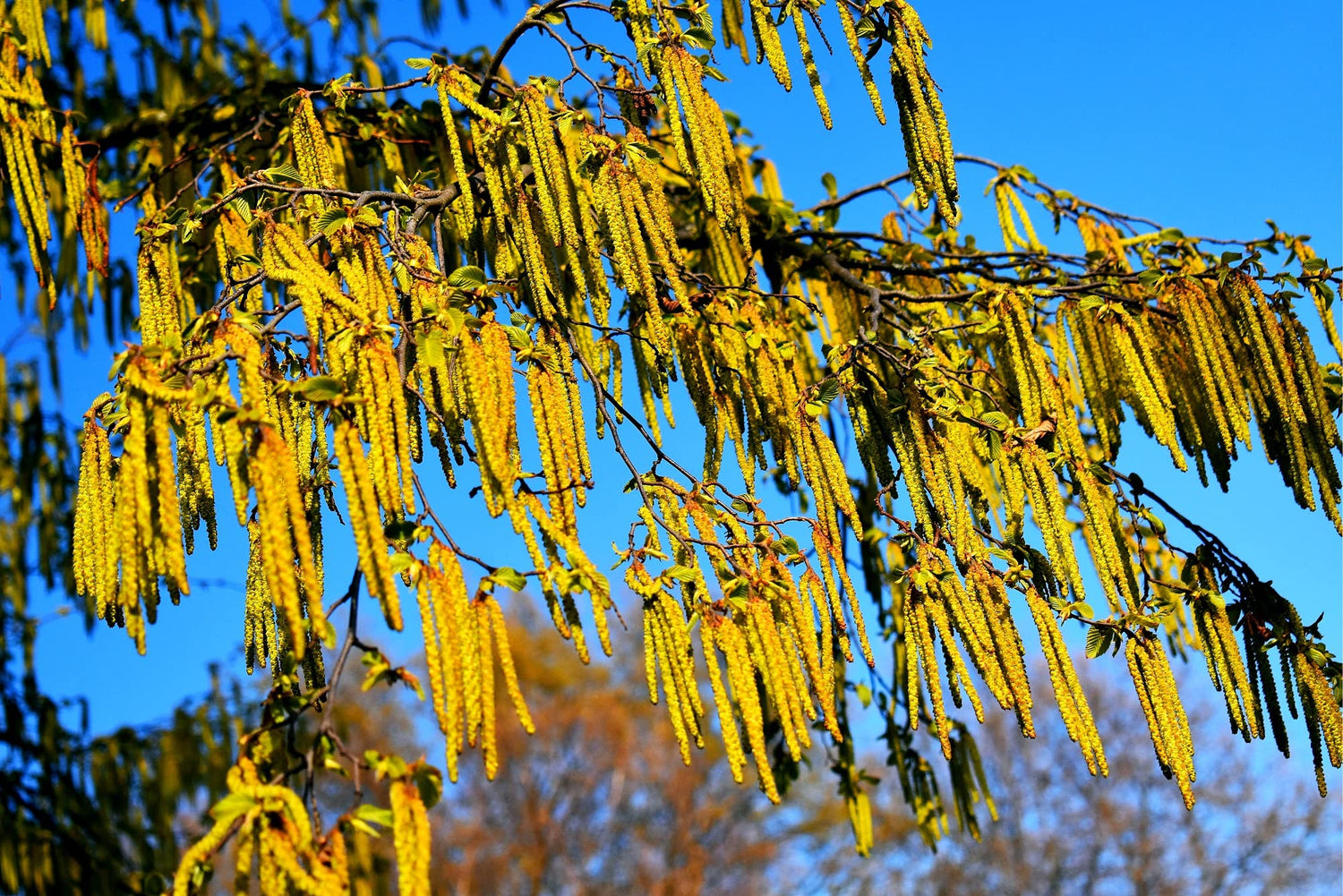 30 Hazel Alder Tree Seeds for Planting - Alnus incana rugosa