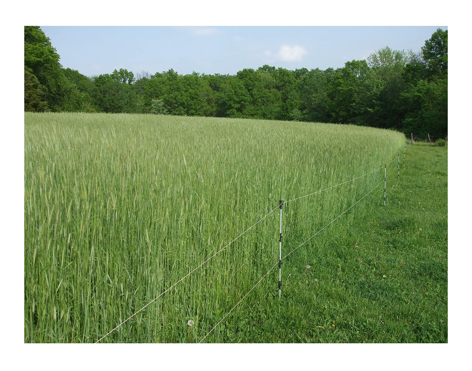 10 lb Wrens Abruzzi Cereal Rye Seed Non-GMO Grain Deer Food Plot Winter Grazing Cattle Game Wildlife Seeds by JL Missouri Parts