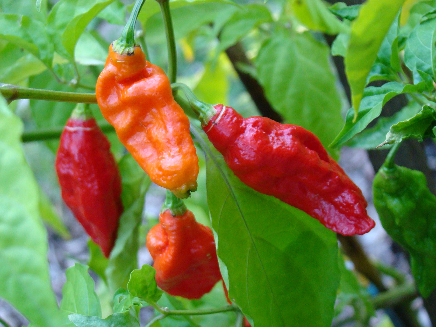 20 GHOST PEPPER SEEDS - WORLDS HOTTEST Naga Bhut Jolokia Cobra Chili Vegetable
