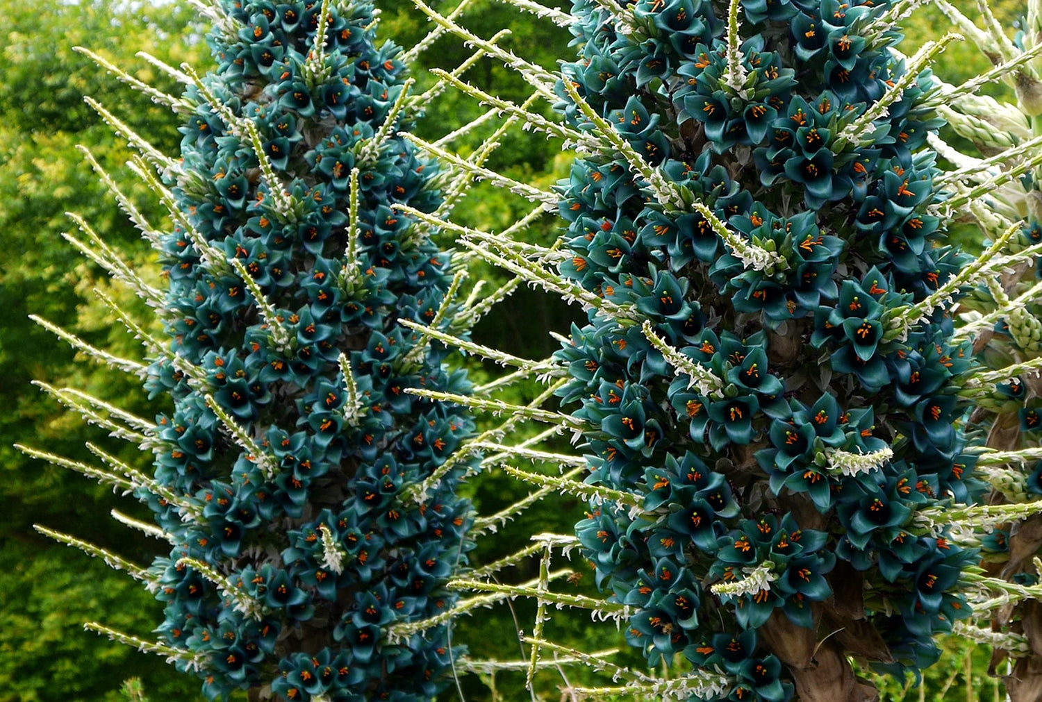 Puya alpestris, Sapphire Tower, Giant bromeliad, 15 Rare Seeds, Vibrant Turquoise Blooms, Electric Blue, Drought Tolerant, Desert Garden
