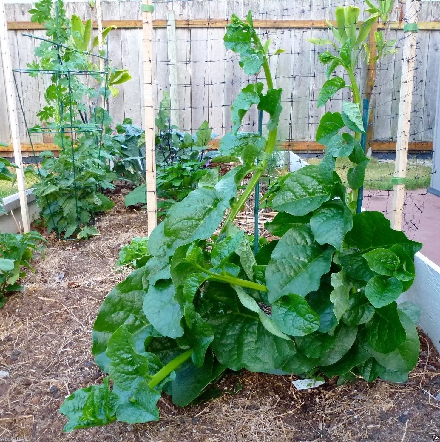 500 Green Malabar Spinach Seeds - Heat loving, frost sensitive.fast-growing vine