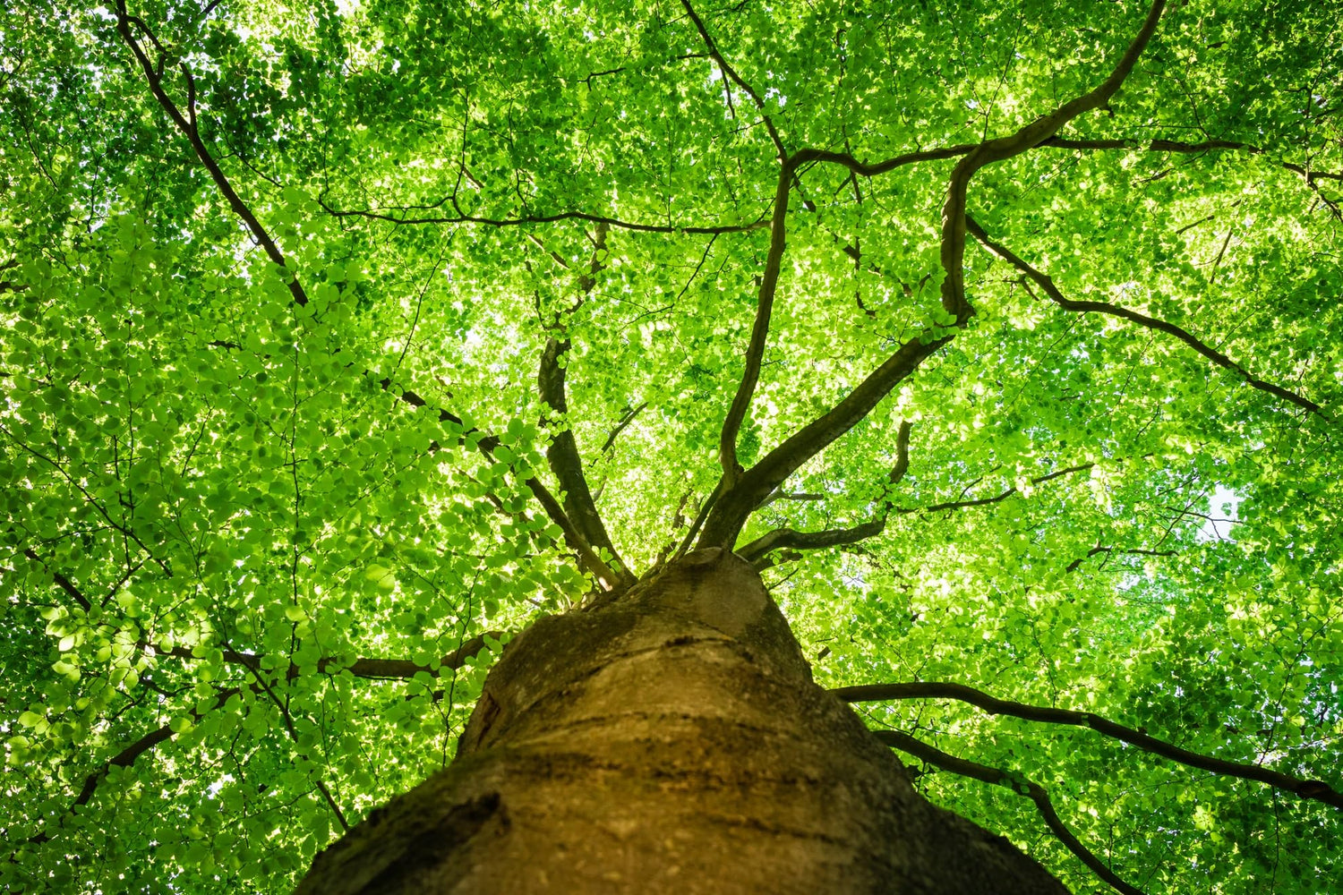 American Beech Tree Seedling for Planting - Attractive and Hardy Trees (1 Seedling)