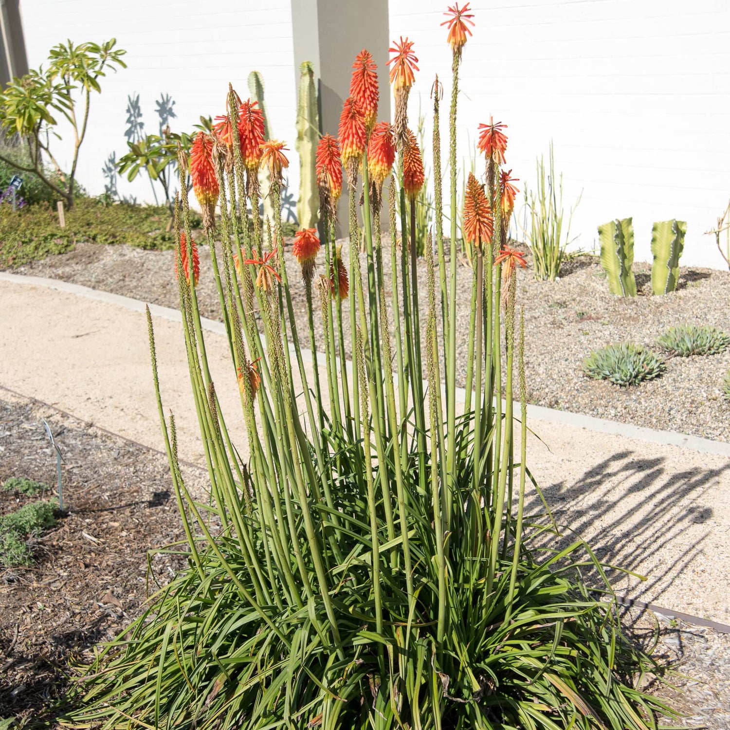 50+ Red Hot Poker Flower Seeds / Kniphofia Uvaria / Perennial