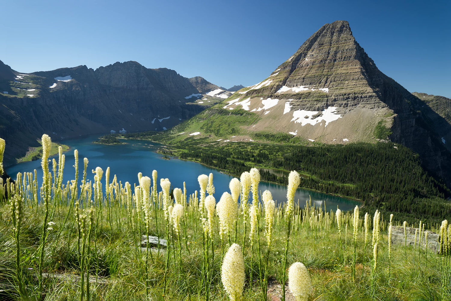 Bear Grass Seeds for Planting - 30 Seeds - Xerophyllum tenax - Exotic Flowering Grass Seeds